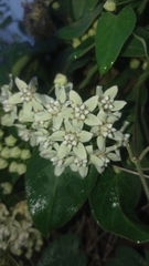 Funastrum odoratum