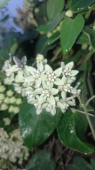 Funastrum odoratum