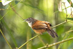 Pheugopedius genibarbis