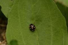 Coccinella leonina