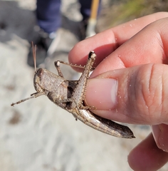 Schistocerca rubiginosa