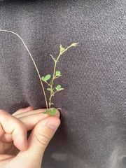 Medicago lupulina