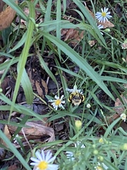 Melissodes dentiventris