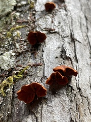 Anthracophyllum discolor