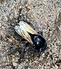 Melipona titania
