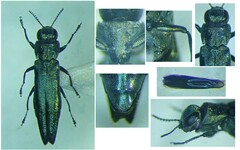 Agrilus suvorovi