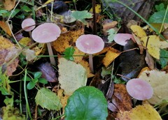 Mycena rosella