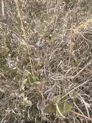 Symphoricarpos occidentalis