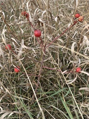 Rosa arkansana