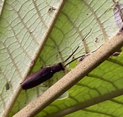 Calhypnorna pulchella