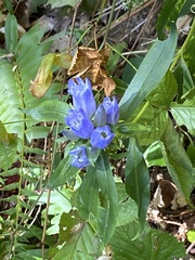 Gentiana saponaria