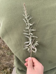 Artemisia ludoviciana