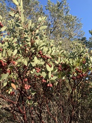 Arctostaphylos manzanita
