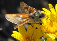 Hesperia leonardus pawnee