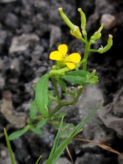 Erysimum cheiranthoides
