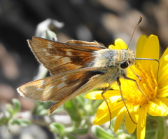 Hesperia leonardus pawnee