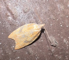 Acleris rhombana