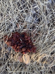 Arctostaphylos manzanita
