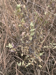 Symphoricarpos occidentalis