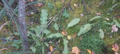 Rumex britannica