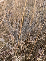 Lithospermum occidentale