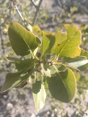 Fraxinus anomala