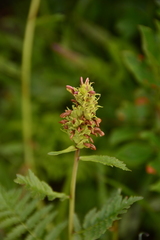 Pedicularis