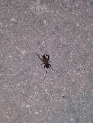 Melanogryllus desertus