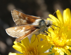 Hesperia leonardus pawnee