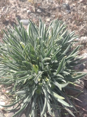 Plantago patagonica