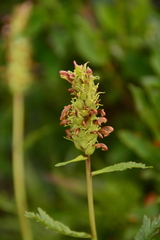 Pedicularis