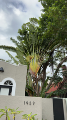 Ravenala madagascariensis