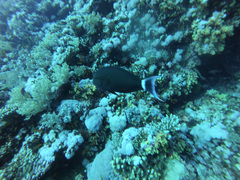 Acanthurus gahhm