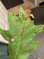 Taphrina caerulescens