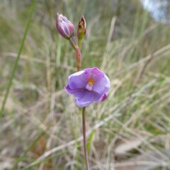 Thelymitra juncifolia