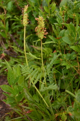 Pedicularis
