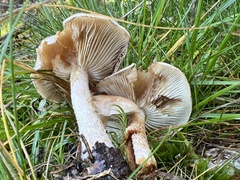 Pholiota lenta