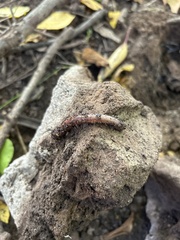 Lumbricus terrestris