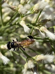 Trachypus mexicanus