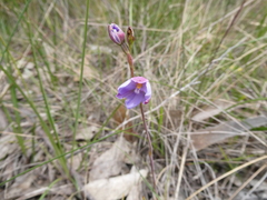 Thelymitra juncifolia