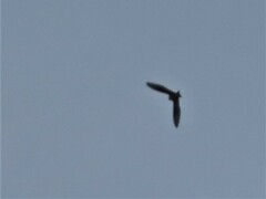 Hirundo rustica