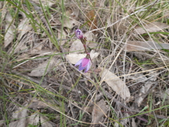 Thelymitra juncifolia