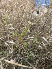 Symphyotrichum sericeum