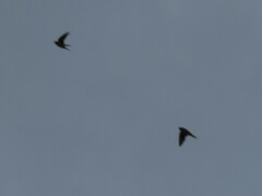 Hirundo rustica