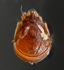 Parasitiformes