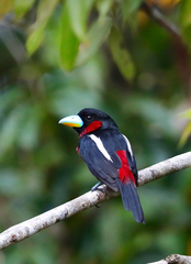 Cymbirhynchus macrorhynchos