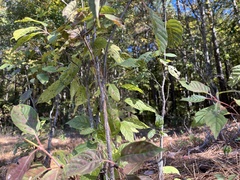 Acer negundo