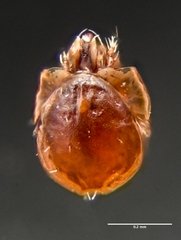 Parasitiformes