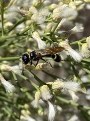 Trachypus mexicanus