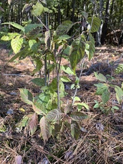 Acer negundo